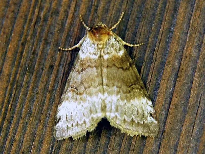 Tetheella fluctuosa