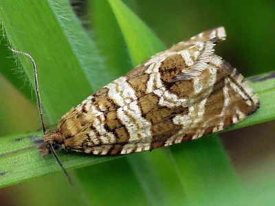 Syricoris rivulana
