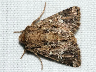 Anarta (Calocestra) mendax