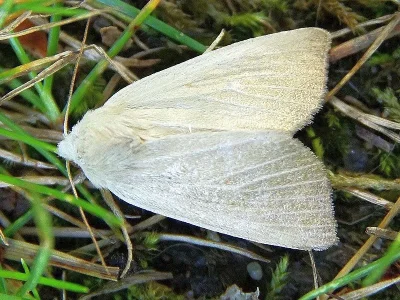 Arenostola phragmitidis