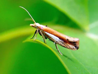 Ypsolopha parenthesella