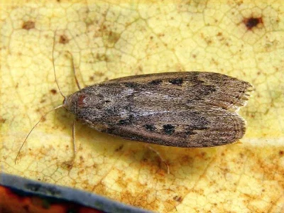 Lamoria zelleri