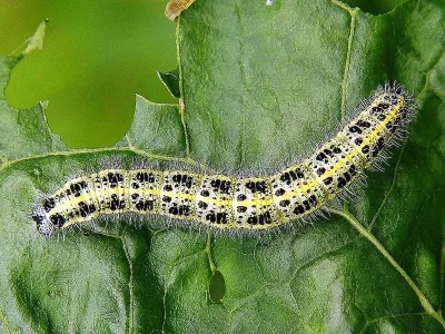 Pieris (P.) brassicae
