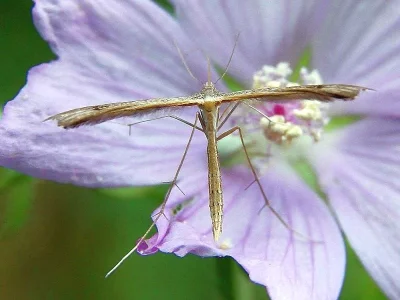 Stenoptilia bipunctidactyla