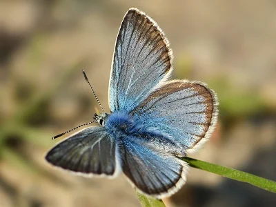 Polyommatus (Agrodiaetus) damon