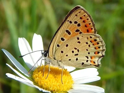 Lycaena (Heodes) tityrus