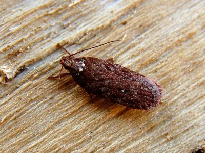 Depressaria (Depressaria) olerella