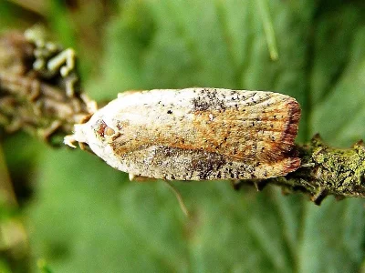 Agonopterix nervosa