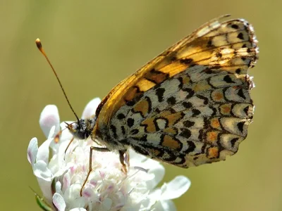 Melitaea ornata