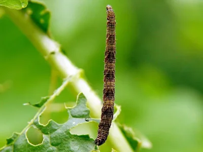 Eupithecia subfuscata