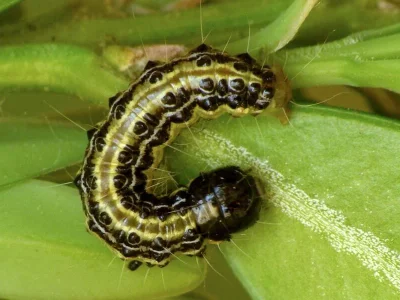 Cydalima perspectalis