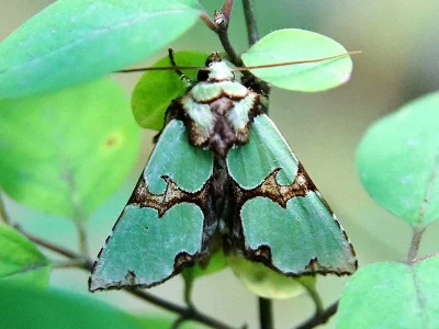 Staurophora celsia