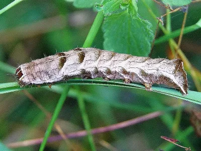 Melanchra persicariae