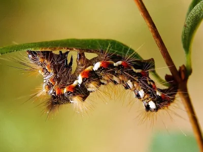 Acronicta (Viminia) rumicis