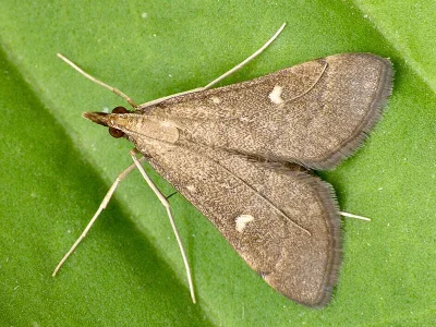 Dolicharthria punctalis