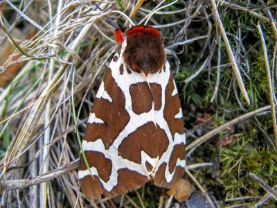 Arctia caja