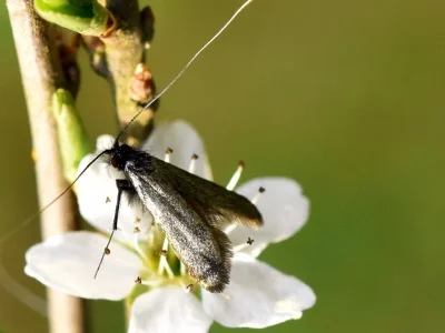 Adela reaumurella