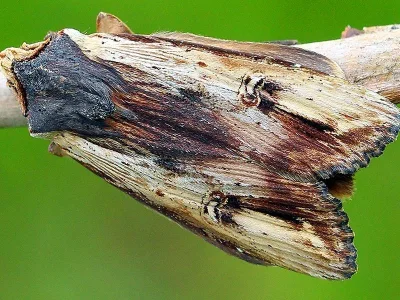 Xylena (Xylena) vetusta
