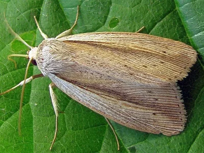 Senta flammea
