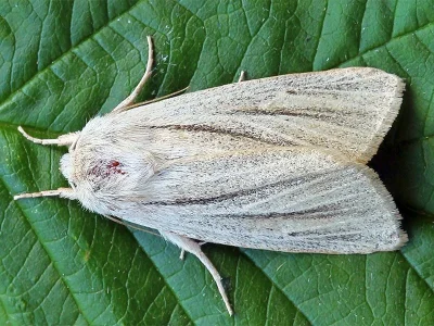 Simyra albovenosa