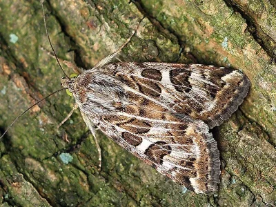 Protoschinia scutosa