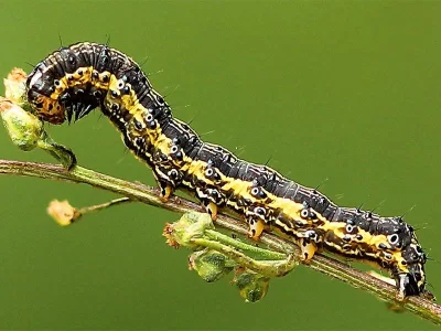 Protoschinia scutosa