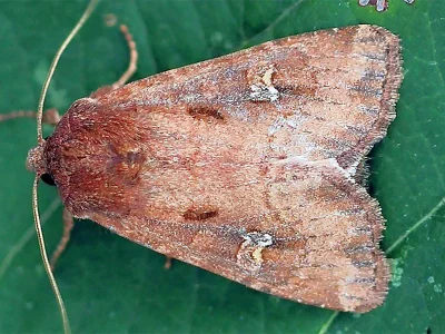 Resapamea hedeni