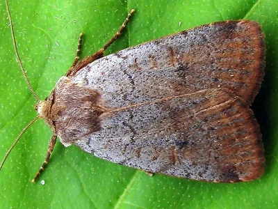 Protolampra sobrina