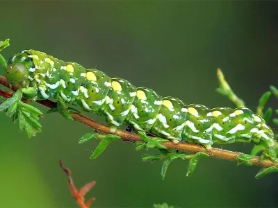 Anarta (A.) myrtilli