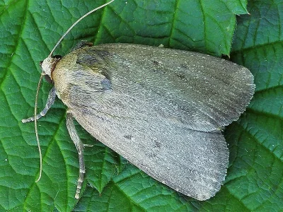 Amphipyra (Amphipyra) tragopoginis