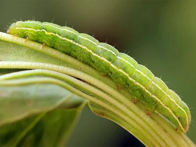 Amphipyra (Amphipyra) tragopoginis