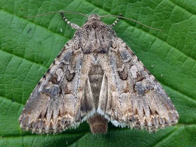 Anarta (Calocestra) trifolii
