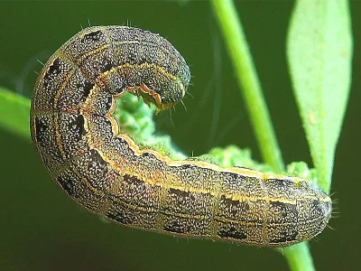 Anarta (Calocestra) trifolii
