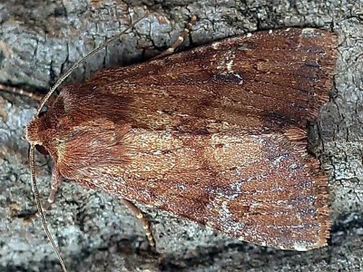 Apamea (Apamea) lateritia