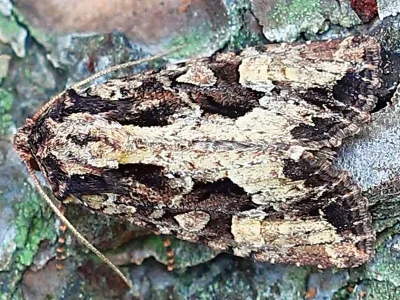 Apamea (Apamea) remissa