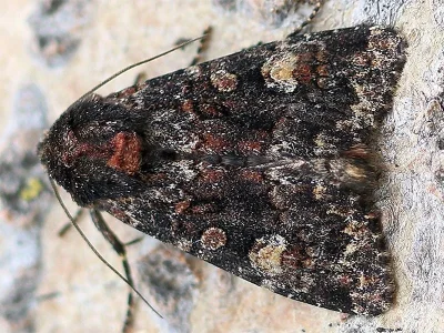 Apamea (Apamea) rubrirena