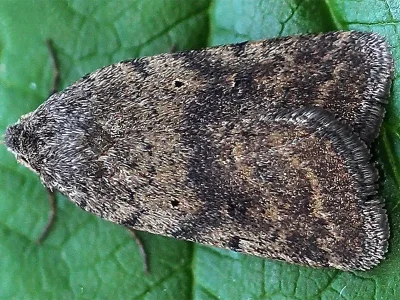 Athetis (Athetis) gluteosa