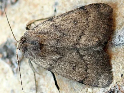 Athetis (Hydrillula) pallustris