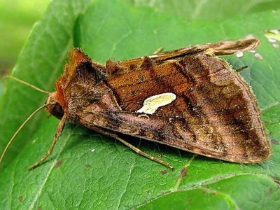 Autographa excelsa