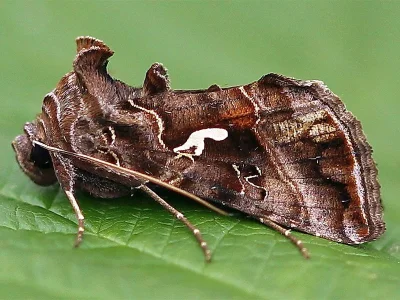 Autographa mandarina