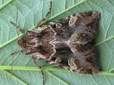 Blepharita amica