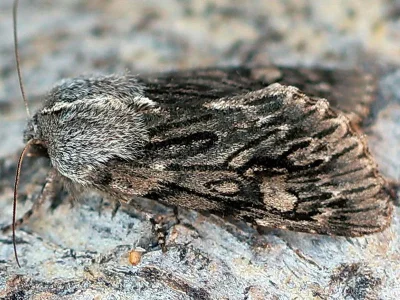 Brachionycha nubeculosa