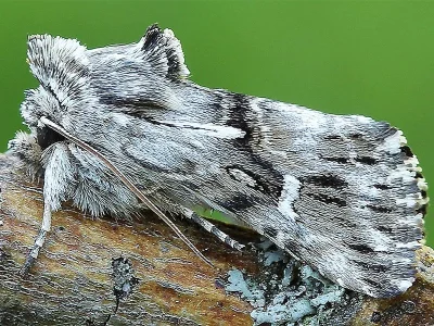 Calophasia lunula