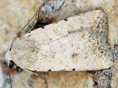 Caradrina (Platyperigea) albina