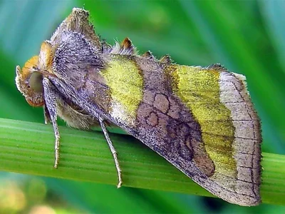 Diachrysia chrysitis