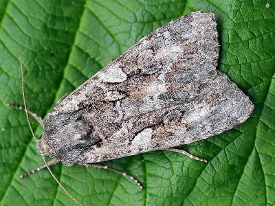 Eurois occulta