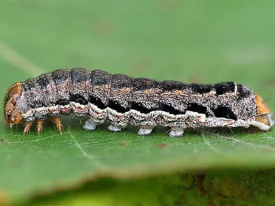 Eurois occulta
