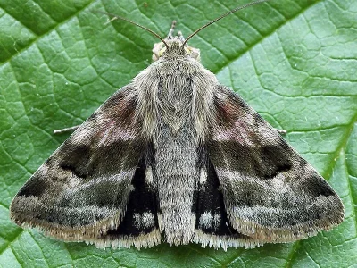 Heliothis (Heliothis) ononis
