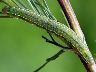Heliothis (H.) ononis
