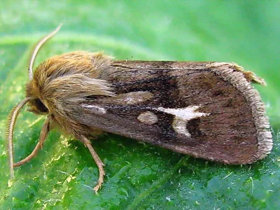 Cerapteryx graminis